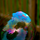 Image for article titled How Nanoscale Optics Create Nature's Most Dazzling Colors